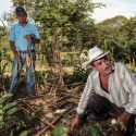  Identifican Agricultura y CIMMYT mejores prácticas agrícolas en zonas tropicales del sureste para impulsar potencial productivo y de mercado de cultivos mejor adaptados​