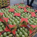  Potencializa México la capacidad para irradiar frutas y fortalece la exportación de vegetales frescos