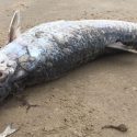 Marea roja provoca mortandad de peces en Playa Tesoro