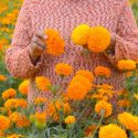  Garantizado el abasto de flores de temporada para los altares y ofrendas de Día de Muertos