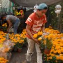  Aumenta producción de flor de cempasúchil en temporada 2022 de Día de Muertos
