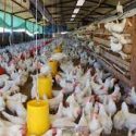  Detectan gripe aviar en aguas residuales de Houston, sin reporte de casos humanos