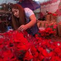  Garantizan productores de siete estados abasto de Nochebuena en México