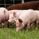  Afinan Agricultura e industria porcina estrategia de regionalización zoosanitaria