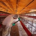  Retira Agricultura cuarentena a la avicultura en NL; constata que virus no se diseminó en la región