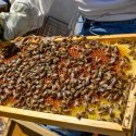  Publica Agricultura recomendaciones para aumentar productividad de agricultores y apicultores de la Península de Yucatán