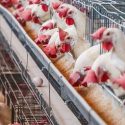  Controla Senasica movilización de productos avícolas en Jalisco, Nuevo León y Sonora