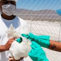  Ordena Senasica vacunación estratégica para proteger la producción avícola de la influenza aviar AH5N1