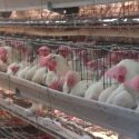  Cierran filas Agricultura y avicultores para evitar propagación de la influenza aviar AH5N1 en el país