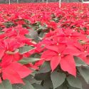  Alistan productores cosecha de flor de Nochebuena para las fiestas decembrinas