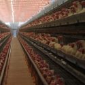  Ante Alerta por influenza aviar AH5N1 en Yucatán, fluye con normalidad producción y abasto de huevo y pollo
