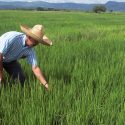  Reactiva Agricultura cultivo de arroz de alta calidad