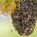  Alerta PC por aumento de enjambres de abejas