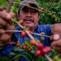  Beneficia Producción para el Bienestar a más de 40 mil productores de café en Veracruz