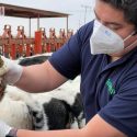  Trabaja Agricultura en el desarrollo de vacunas para controlar infecciones bovinas
