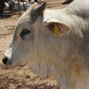  Exhorta Agricultura a ganaderos tabasqueños a aplicar vacunas preventivas contra rabia paralítica