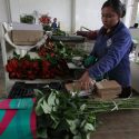  Garantizan productores abasto de flores ornamentales para los festejos del Día de las Madres