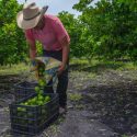  Mayor cosecha de frutas, hortalizas y forrajes impulsan producción agrícola de México