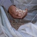  Inicia Agricultura entrega de fertilizante gratuito a productores de Querétaro