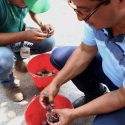  Activa Agricultura operativo por detección de espécimen de mosca del Mediterráneo en Cancún, Quintana Roo