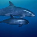  Se pone a disposición versión pública del Plan de Acción para proteger a la vaquita marina