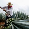  Destaca México por esquema integral de conservación, manejo y comercialización de agaváceas
