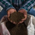  Supera Fertilizantes para el Bienestar el millón de beneficiarios a cinco meses de operación