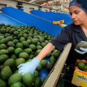  Crecen 4.48% exportaciones agroalimentarias mexicanas en periodo enero-mayo de este año