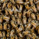  Toma México presidencia de Promote Pollinators, en reconocimiento a su política a favor de la conservación sostenible de los polinizadores