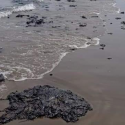  Chapopote en playa podría afectar a tortuga Lora