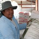  Aumenta Agricultura en más de 26 mil el número de beneficiarios con fertilizante gratuito en Guerrero