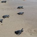  Reciben infantes útiles escolares y apoyan liberación de crías de tortugas marinas en Tamaulipas