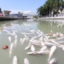  Retiran peces muertos de canal turístico de Tampico