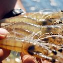  Inicia temporada de captura de camarón en el océano Pacífico