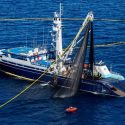  Publica Agricultura volumen de captura de atún aleta azul en el océano Pacífico