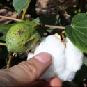  Impulsa Agricultura acciones fitosanitarias contra plagas del algodón en la región Lagunera