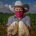  Garantiza Agricultura abasto de maíz cacahuacintle para los festejos patrios