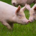  Destaca Agricultura compromiso de porcicultores en la prevención de ingreso de peste porcina africana a México