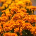  Estiman más de 4 mil mdp en producción de flores por celebración de Día de Muertos 2023
