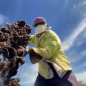  Actualiza Agricultura periodo de veda para ostión de piedra en el océano Pacífico