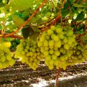  Registra producción de uva de mesa avance positivo