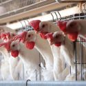  Trazan Agricultura y productores líneas de acción para salvaguardar la industria avícola