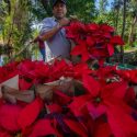  Alistan floricultores cosecha de Nochebuena para cubrir próxima demanda