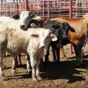  Declara Agricultura a Sonora libre de brucelosis bovina, caprina y ovina