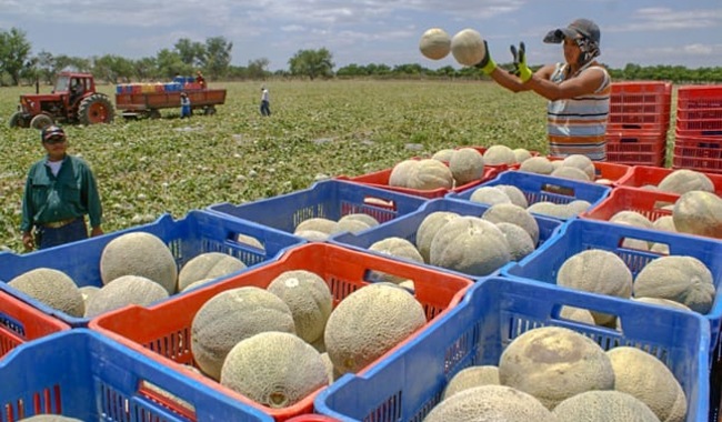  Investiga Agricultura trazabilidad del melón mexicano