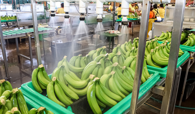  Refuerza acciones para prevenir entrada de la enfermedad más letal del banano
