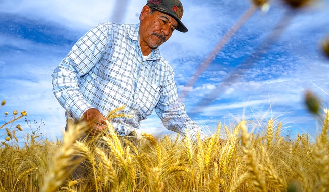  Continúa Segalmex con el pago de incentivos de precios de garantía a productores de trigo