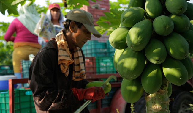  Crece 48.3 por ciento la producción nacional de papaya