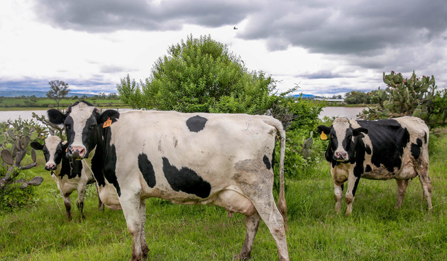  Presenta Agricultura cultivos alternativos para hacer frente al cambio climático en la producción de leche
