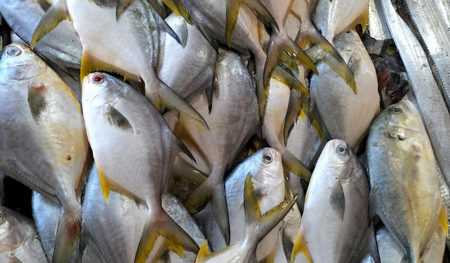  En cuaresma, garantizan productores abasto de pescados y mariscos